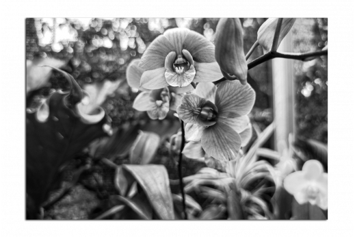 Картина Чёрно-белая орхидея